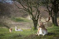Resting fallow deer