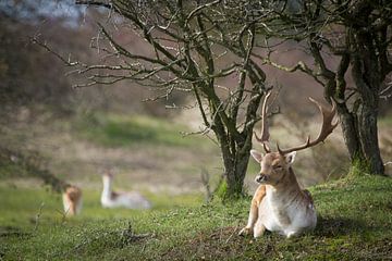 Resting fallow deer by Marjolein Versluis