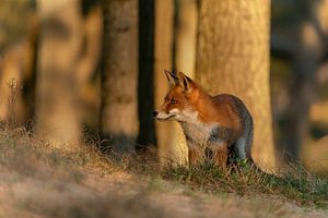 Fuchs auf der Suche