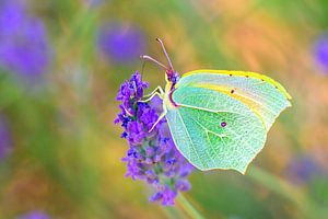 Ein Kleopatra-Schmetterling sitzt auf blühendem Lavendel
