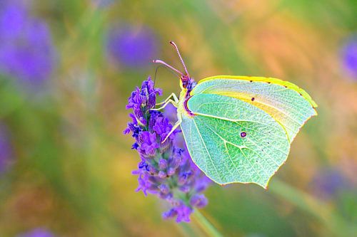 Een Cleopatra-vlinder zit op bloeiende lavendel van Sjoerd van der Wal Fotografie