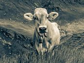 Vache sur l'alpage en Suisse - Monochrome par Werner Dieterich Aperçu