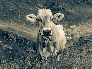 Cow on the mountain pasture in Switzerland - Monochrome by Werner Dieterich