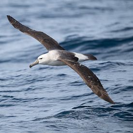 Majestätischer Flug - Der Weißkappen-Balbatros auf dem Ozean von Lex van Doorn