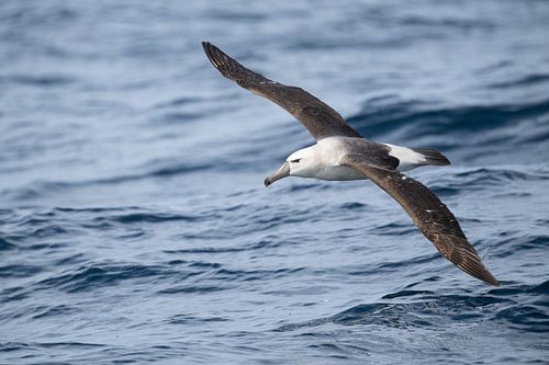 Majestic Flight - The White Cap Balbatross on the Ocean