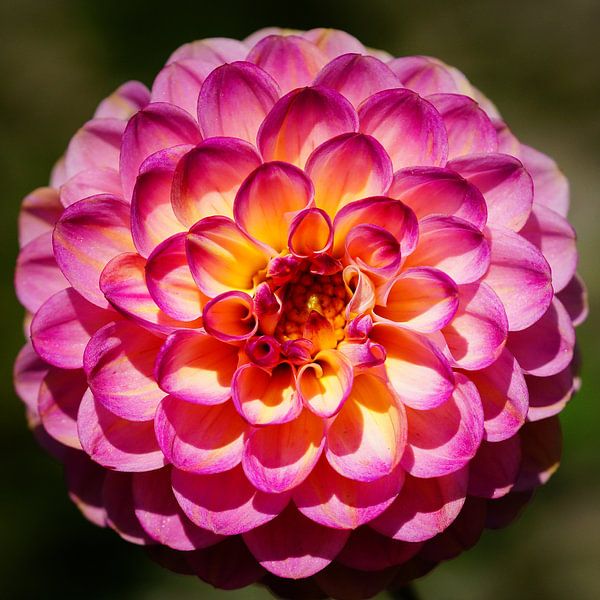 Dahlia (Dahlia) by Alexander Ludwig
