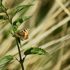 Schmetterling von angela de baat