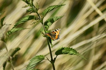 Papillon sur angela de baat