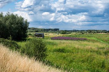 Scenic view over the heather and swamp of the Borchbeemden natur