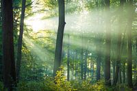 Licht in het bos