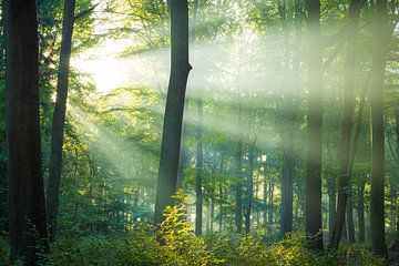 Light in the forest by Martin Wasilewski