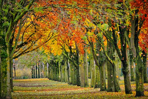 Kleurrijke Herfst