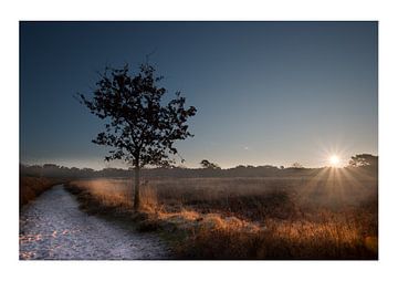 Zonsopkomst in de Kalmthoutse heide van Bjorn Dockx