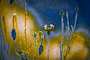Kornblume