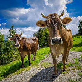 BRAUNVIEH II von Ullrich Gnoth