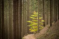 Jonge loofboom in dennenbos van Jonathan Vandevoorde thumbnail