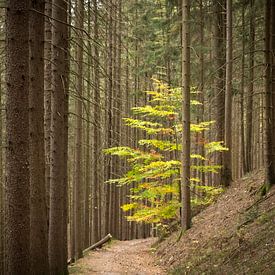 Lonely deciduous tree in dark forest by Jonathan Vandevoorde