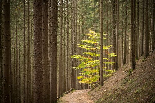 Junger Laubbaum im Pinienwald