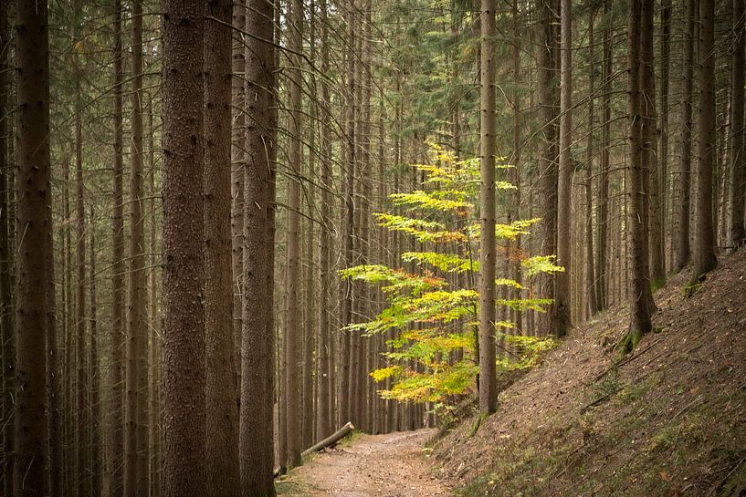 Jonge loofboom in dennenbos van Jonathan Vandevoorde