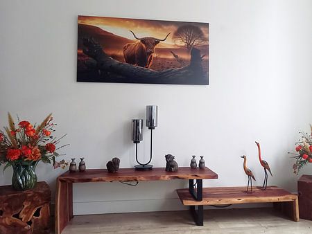 Scottish Highlander at sunset