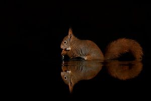 Eichhörnchen im Wasser mit Spiegelung und schwarzem Hintergrund.