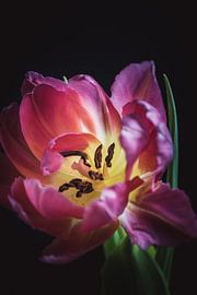 The centre of a tulip by Sandra Hazes