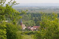 Forst on the Wine Route