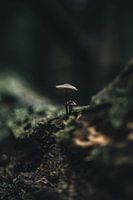 Mushrooms