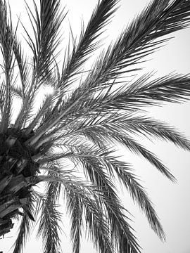 Zwart wit palm bladeren in Spanje - natuur en reisfotografie