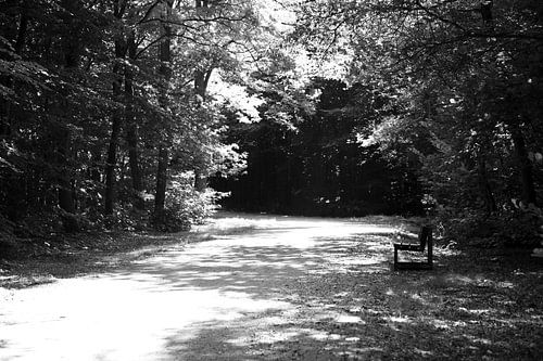 Ontdek de natuur in een bosrijk gebied in Emsland, Nedersaksen, Duitsland