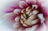 Purple love by Alexander Cox thumbnail