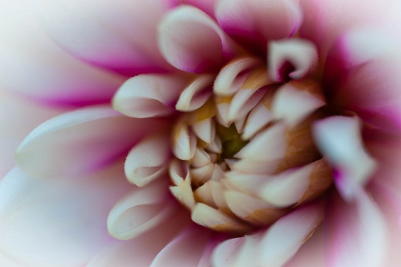 Purple love by Alexander Cox