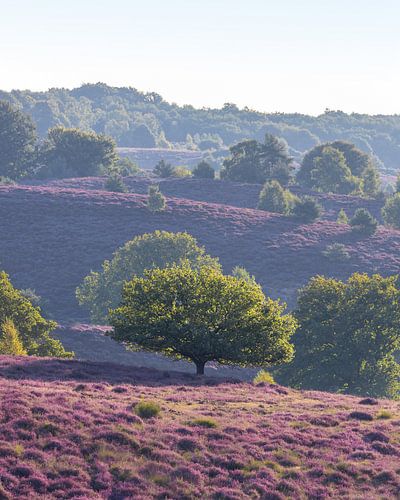 Soft light. Veluwezoom National Park, The Posbank.