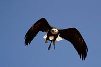 Flying eagle