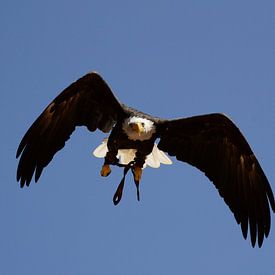 Aigle volant sur Quint Wijnhoven