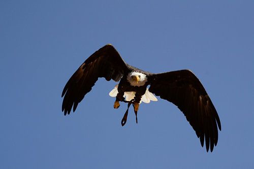 Vliegende arend