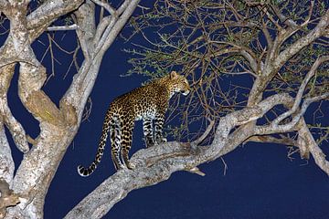Leopard von Peter Michel