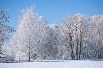 Winter landscape with snow and frost covered birch trees by Martin Köbsch