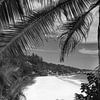 Strand mit Palmen auf La Digue auf den Seychellen. Schwarzweiß  von Manfred Voss, Schwarz-weiss Fotografie