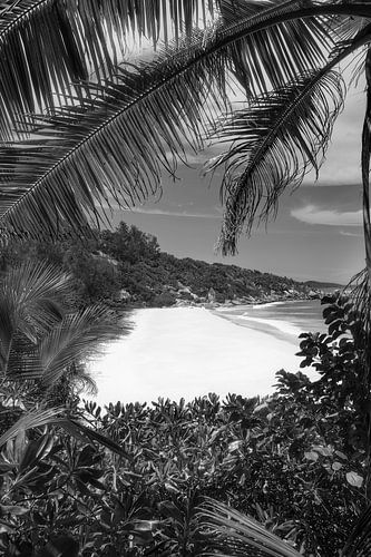 Strand met palmbomen op La Digue op de Seychellen. Zwart en wit 