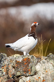 Snow grouse in early spring