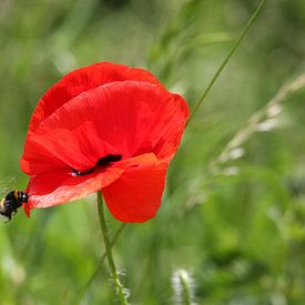 Poppy with a bumblebee by Erich Werner