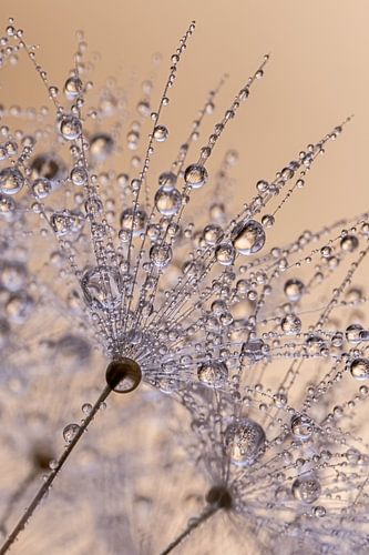 Een heel klein stukje pluizenbol met druppels