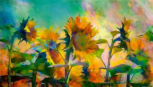 Sommerbild: Sonnenblumen in voller Blüte.