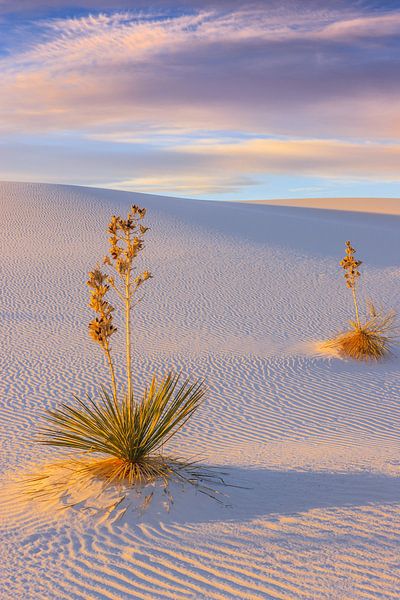 Soaptree Yucca's in White Sands National Park van Henk Meijer Photography