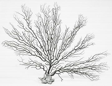 Formen in der Natur