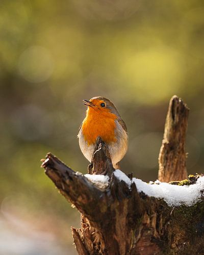 Robin