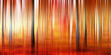 Birch Forest by Violetta Honkisz