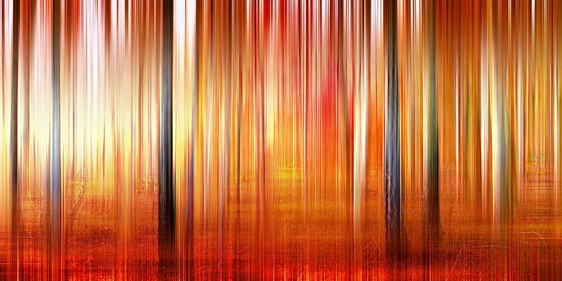 Birch Forest by Violetta Honkisz