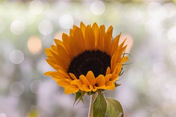 Sonnenblume und Sonnenlicht von Tania Perneel